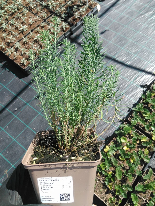 Sinipellava - 19. 8. 2025