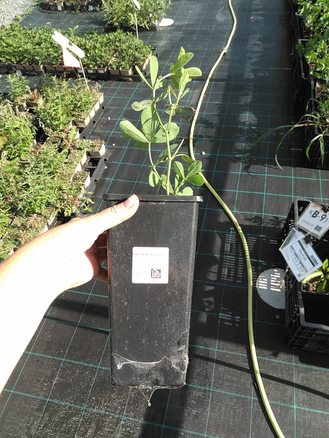 Baptisia Bright Blue - 11. 7. 2025