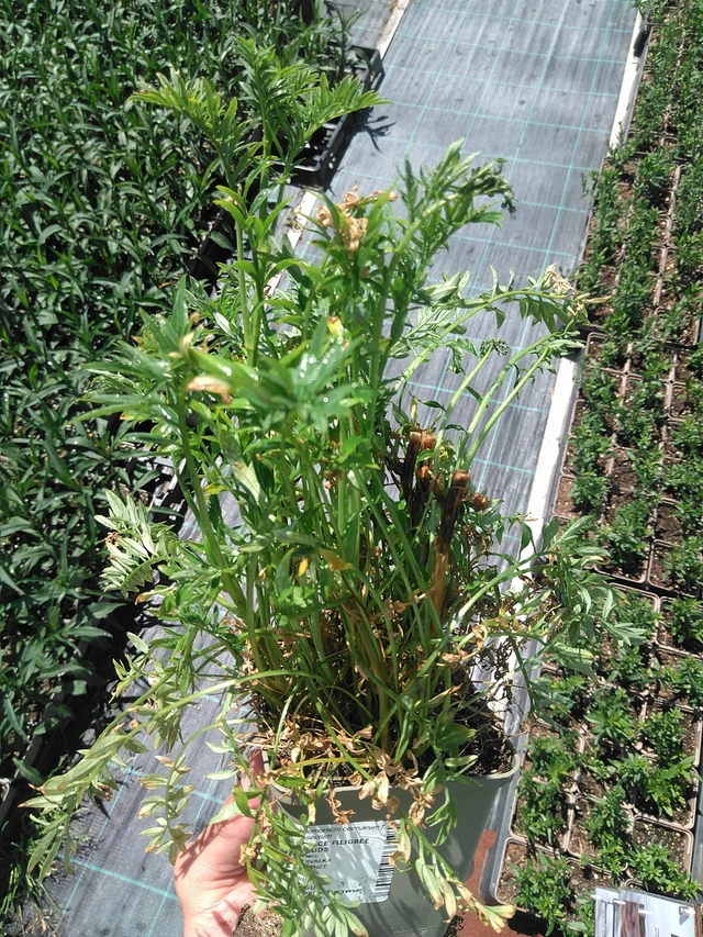 Sinilatva Filigree Clouds - 24. 6. 2025