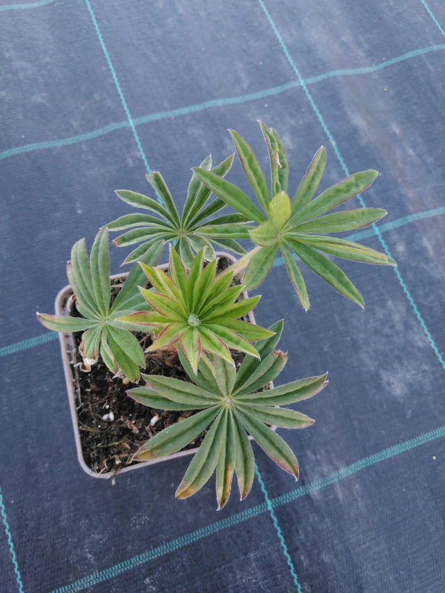 Lupiini Gallery Pink - 3. 4. 2025