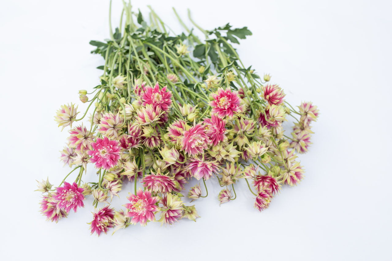 Lehtoakileija Nora Barlow, Loukykvět