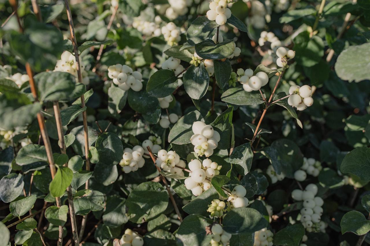 Sinforicarpus Magical White Dream, Loukykvět