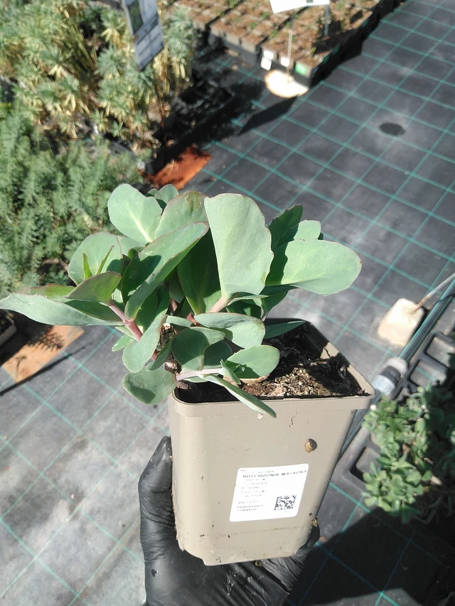 Sedum Matrona - 19. 8. 2025