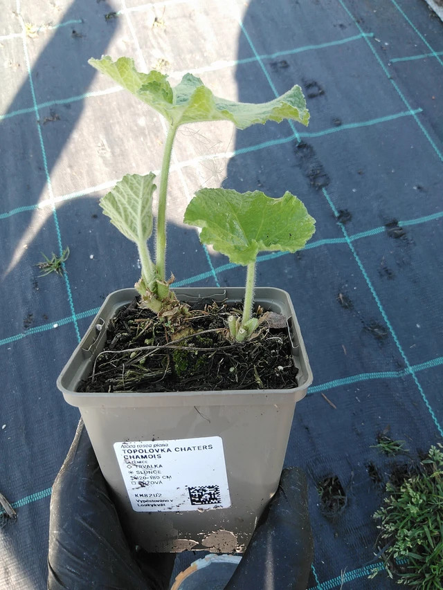 Salkoruusu Chaters Chamois - 19. 8. 2025