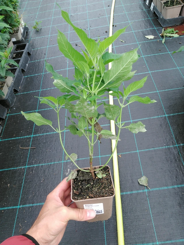 Väriminttu Schneewittchen - 28. 7. 2025