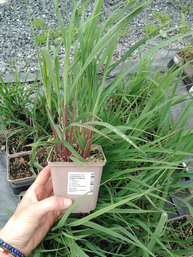 Big Bluestem JS Purple Konza - 9. 6. 2025