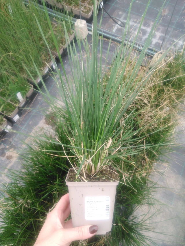 Deschampsia cespitosa Goldtau - 2024