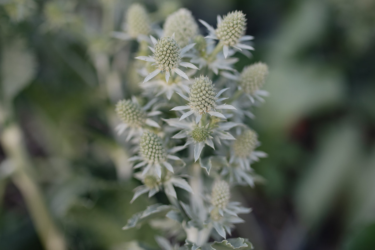 Eringio Glitter White, Loukykvět