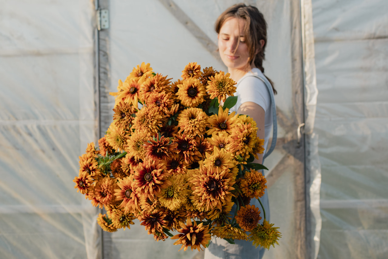 Rudbeckia Cherokee Sunset, Loukykvět