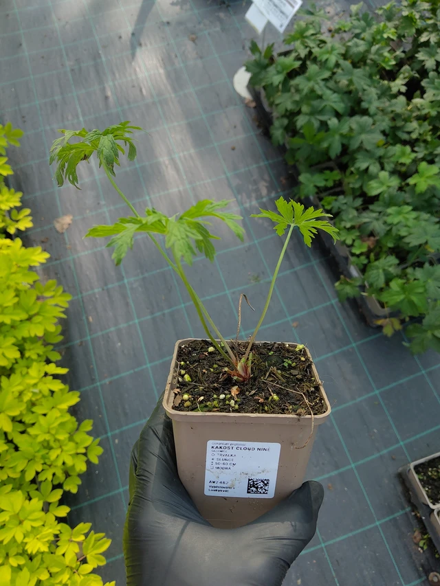 Kurjenpolvi Cloud Nine - 11. 9. 2025