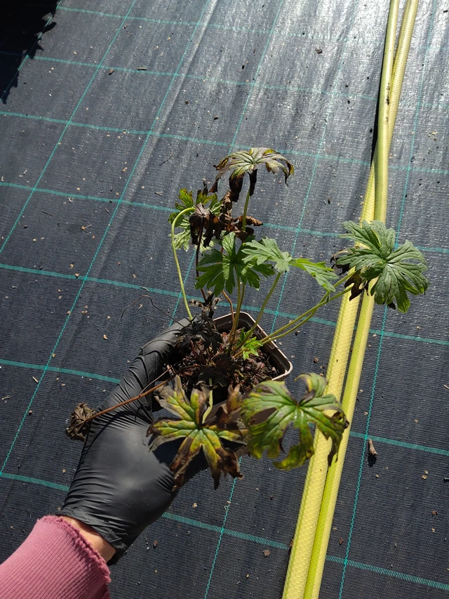 Kyläkurjenpolvi Painter’s Palette - 11. 9. 2025