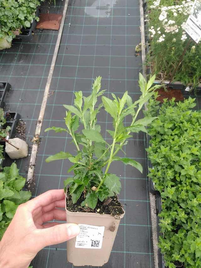 Kiinaasteri Madiva - 7. 7. 2025