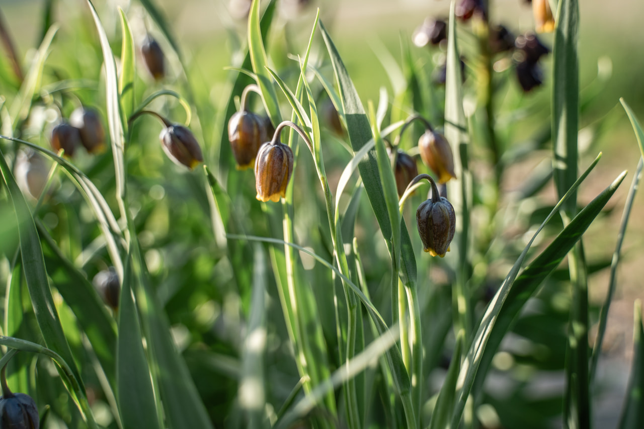 Ketunpikarililja, Loukykvět