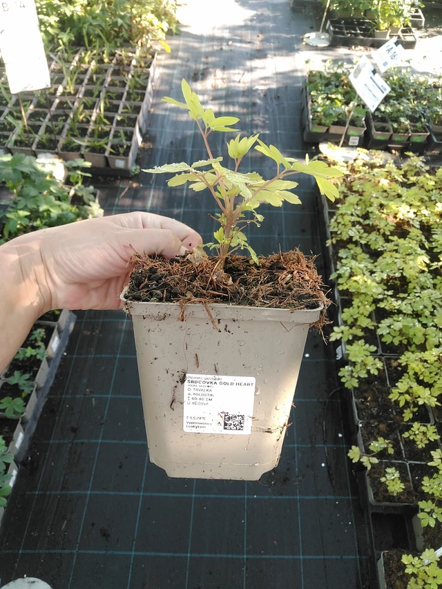 Särkynytsydän Gold Heart - 19. 8. 2025