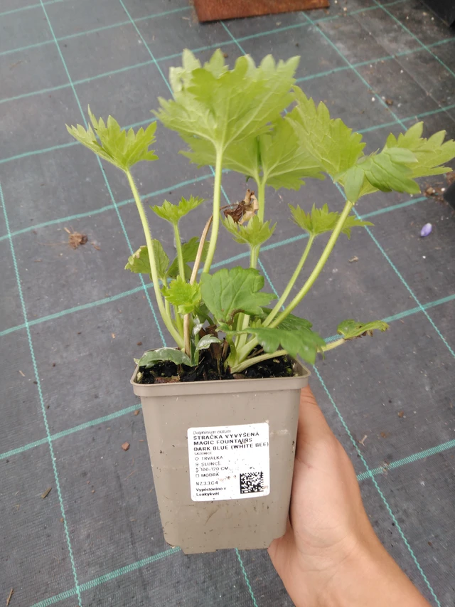 Espuela de caballero Magic Fountains Dark Blue (White Bee) - 10. 9. 2025