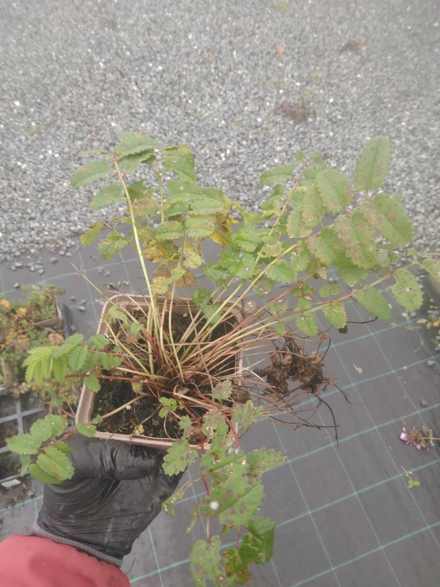 Luppio - 23. 10. 2025