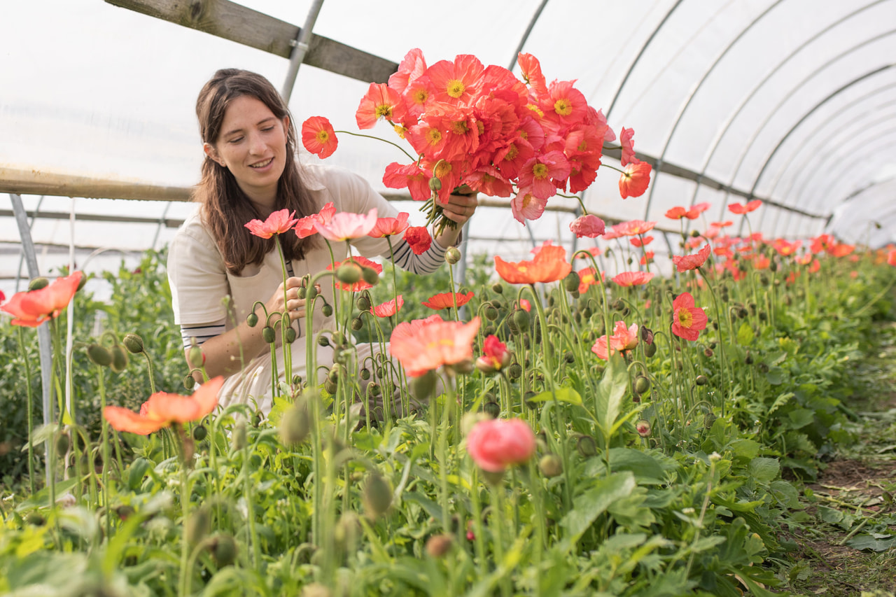 Valmue Champagne Bubbles Pink, Loukykvět