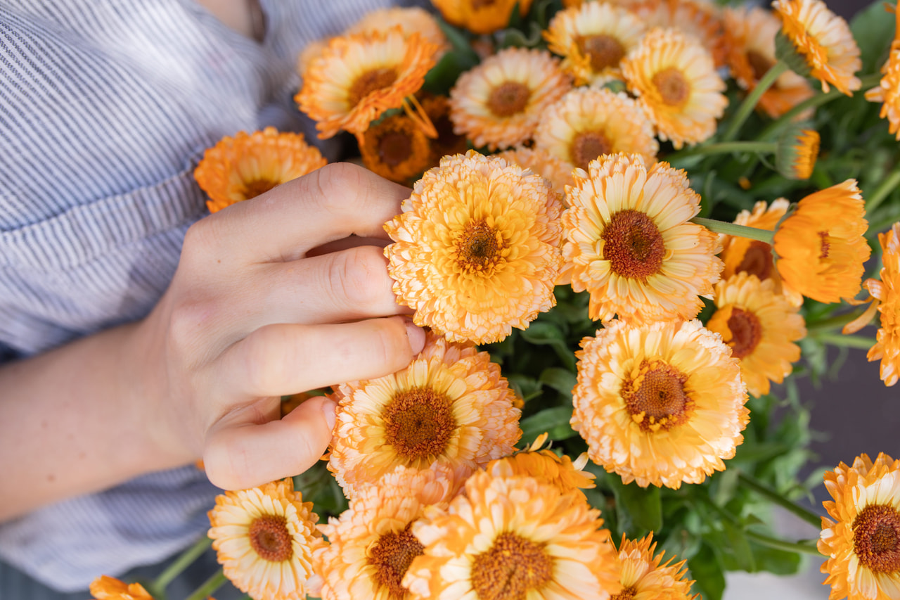 Marigold Pink Surprise, Loukykvět