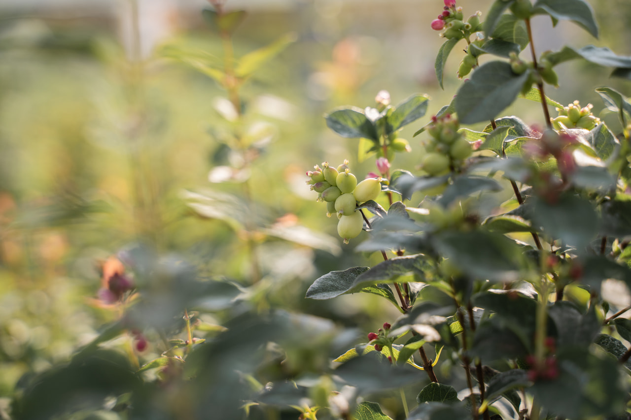 Symphoricarpos Magical Green Falls, Loukykvět