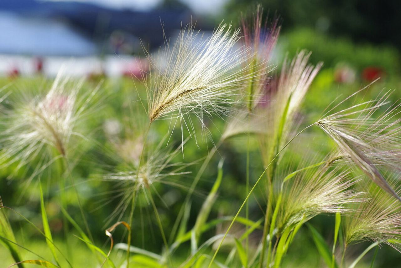 Partaohra Ricky, Loukykvět
