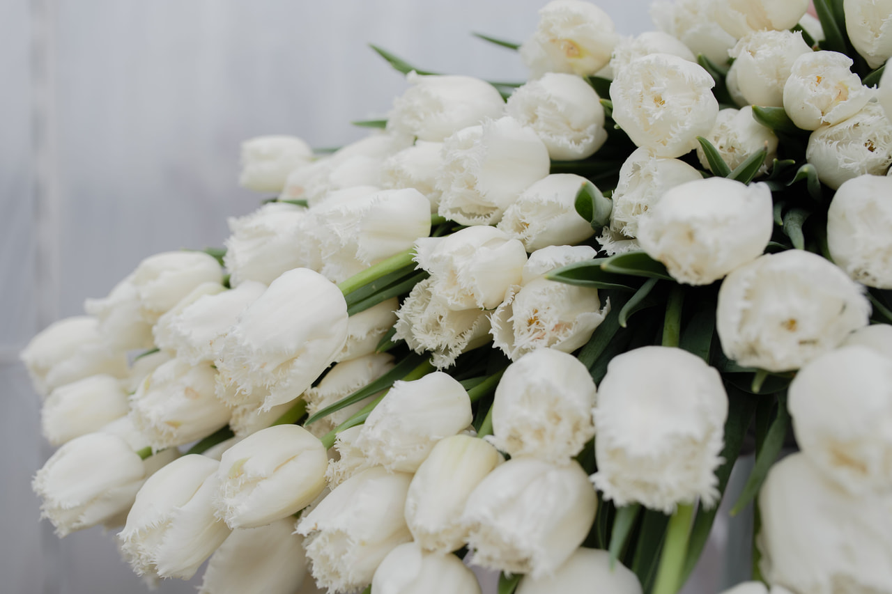 Tulppaani Honeymoon, Loukykvět