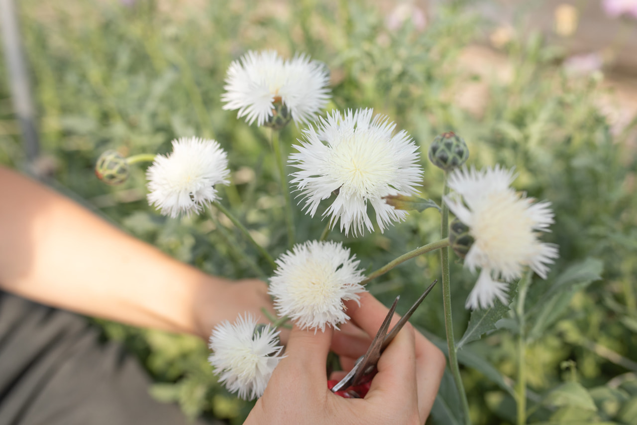 Aciano imperial The Bride, Loukykvět