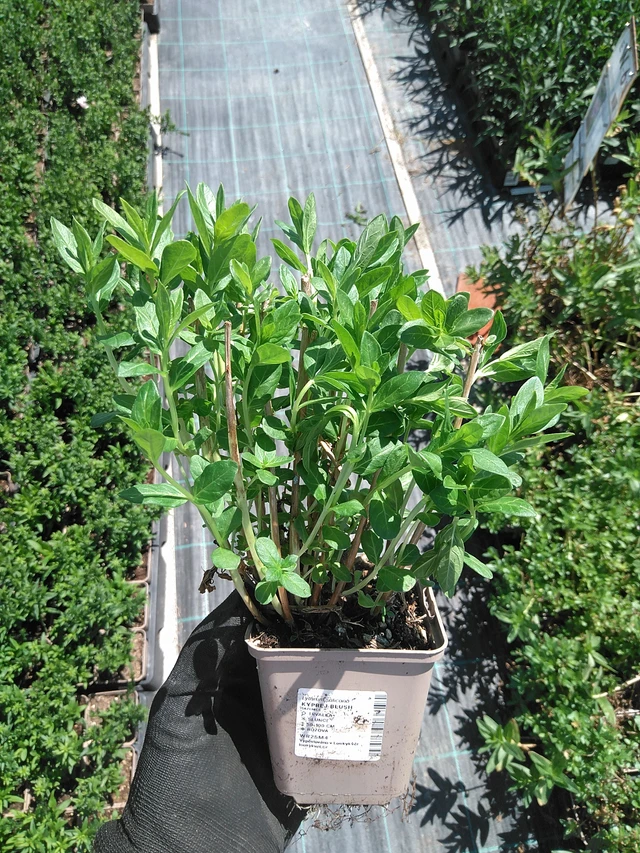 Rantakukka Blush - 2. 7. 2025