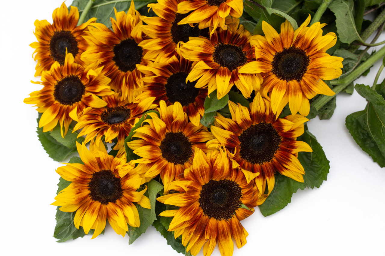 Zonnebloem ProCut Bicolor, Loukykvět