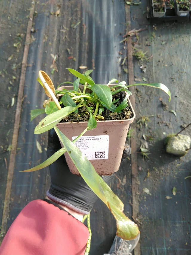 Kellopeippi Rosea - 31. 10. 2025