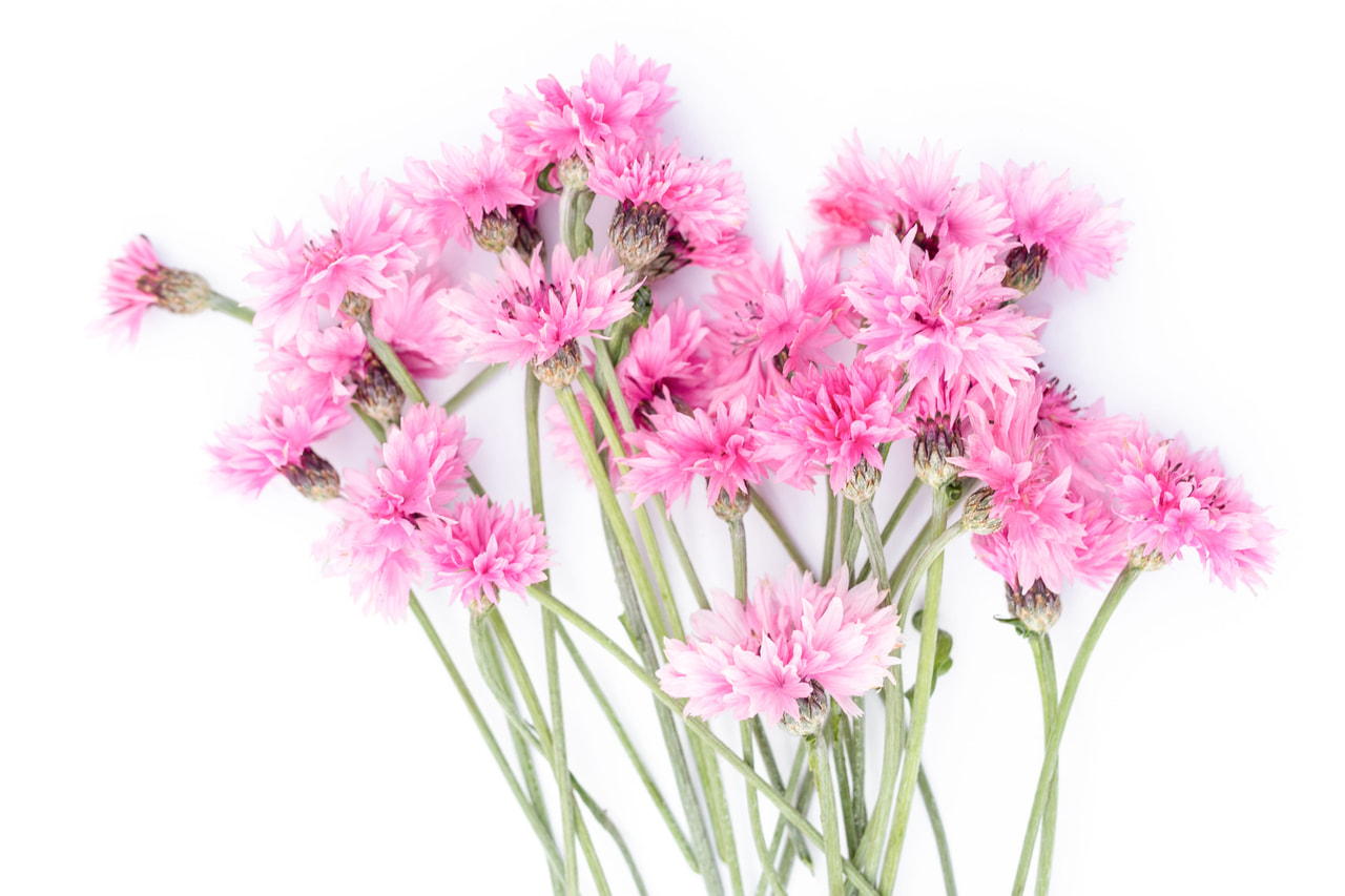 Aciano Tall Double Pinkie, Loukykvět