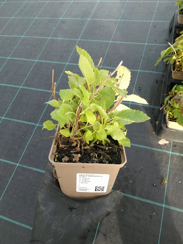 Kissanminttu Washfield - 31. 10. 2025