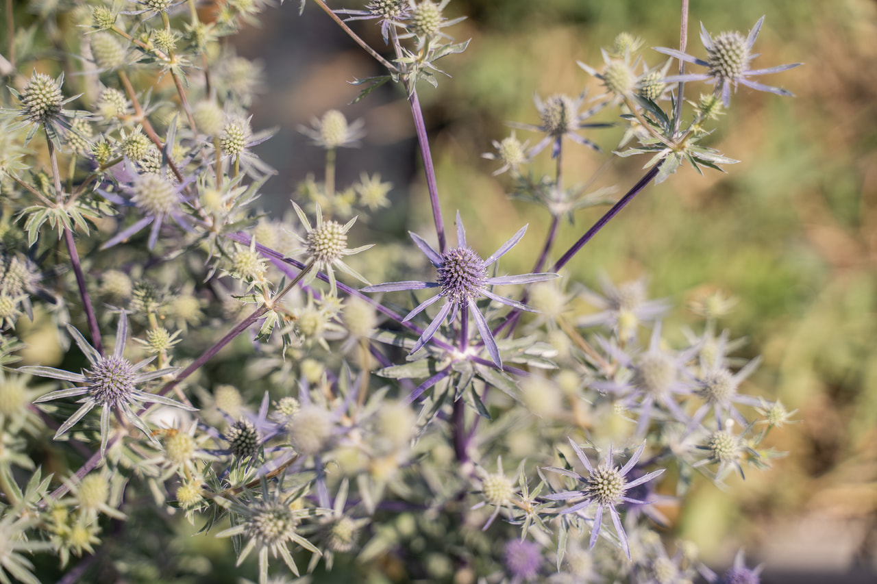 Eryngium Glitter Blue, Loukykvět