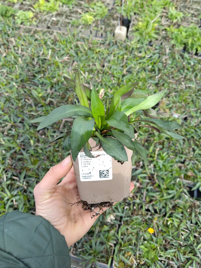 Syysasteri White Ladies - 21. 4. 2026