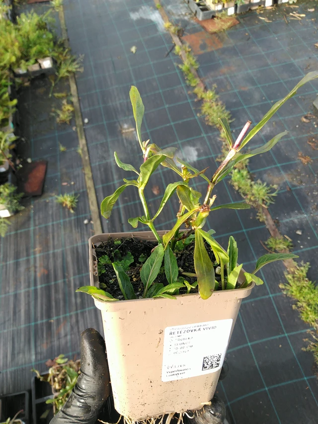 Kellopeippi Vivid - 31. 10. 2025