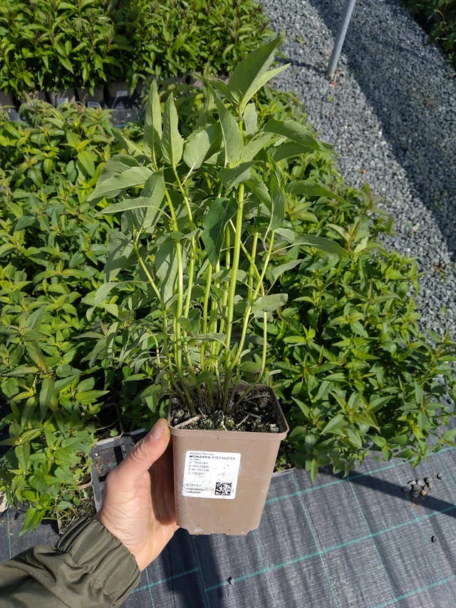 Monarda fistulosa - 13. 5. 2026