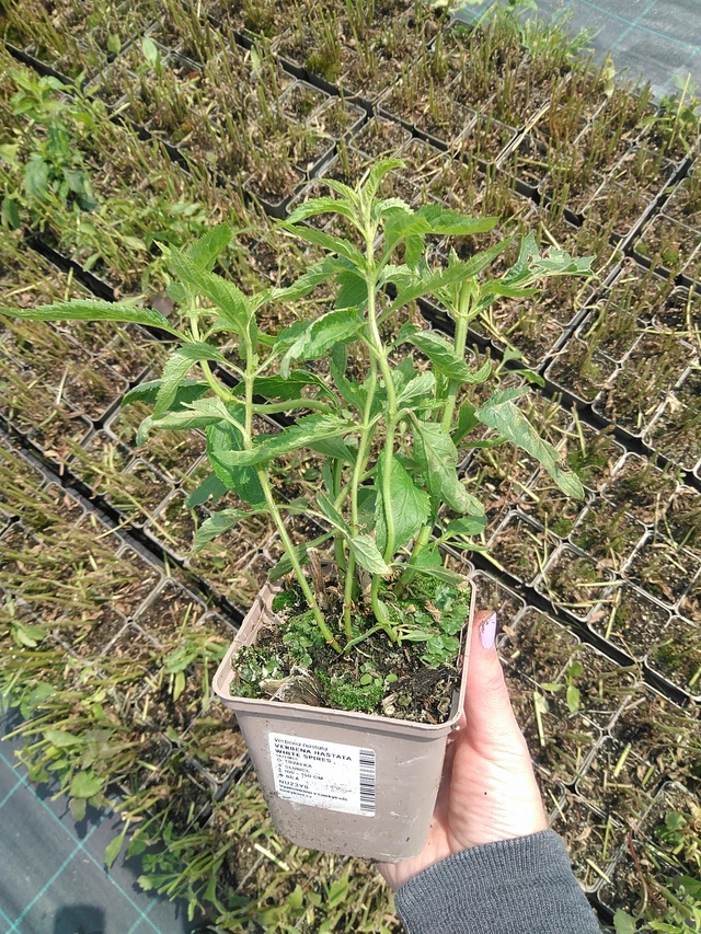 Verbena hastata White Spires - 9. 6. 2025