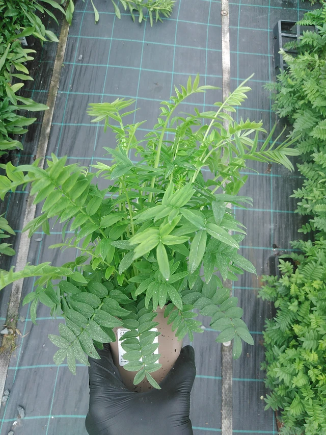 Sinilatva White Pearl - 4. 8. 2025