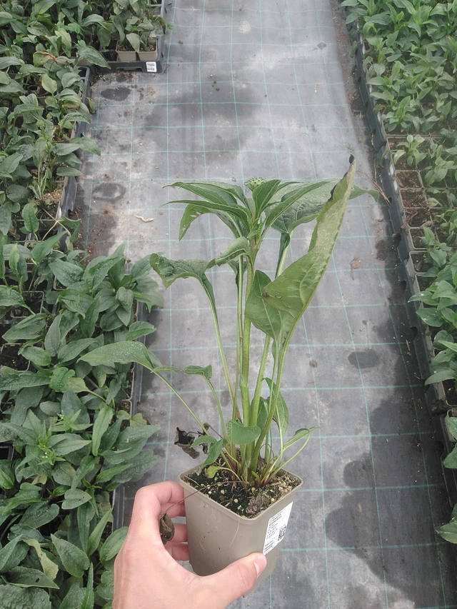 Punahattu Rubinstern - 4. 8. 2025