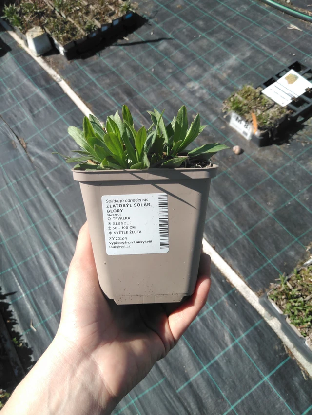 Vara de oro Solar Glory - 3. 4. 2025