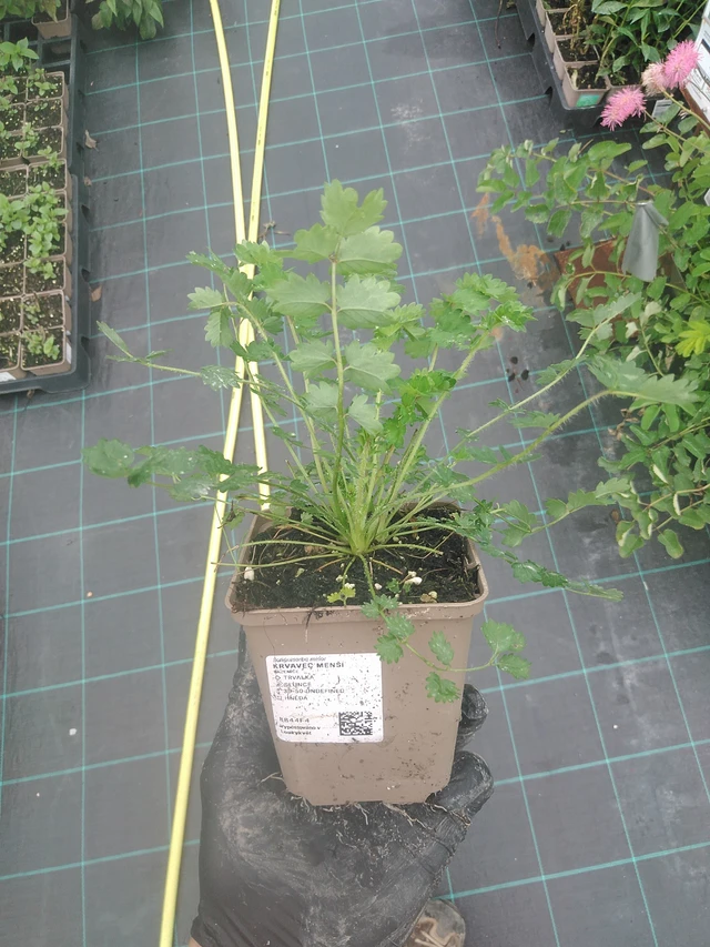 Pikkuluppio - 4. 8. 2025