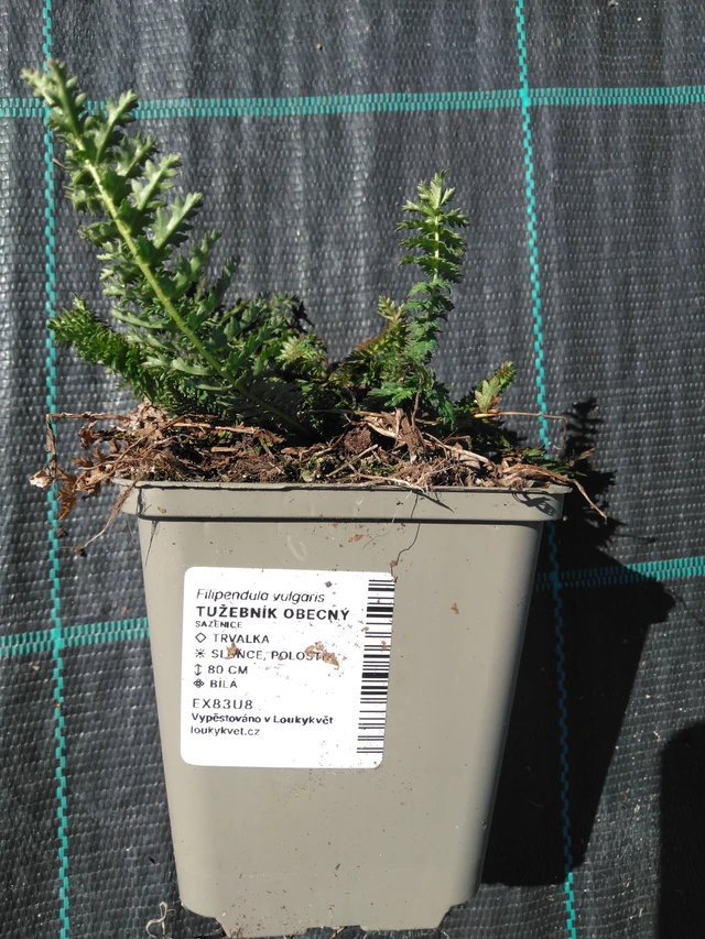 Reina de los prados - 3. 4. 2025