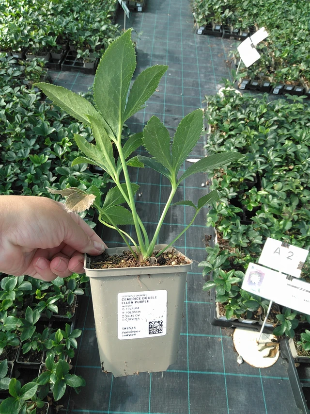 Jouluruusu Double Ellen Purple - 11. 7. 2025