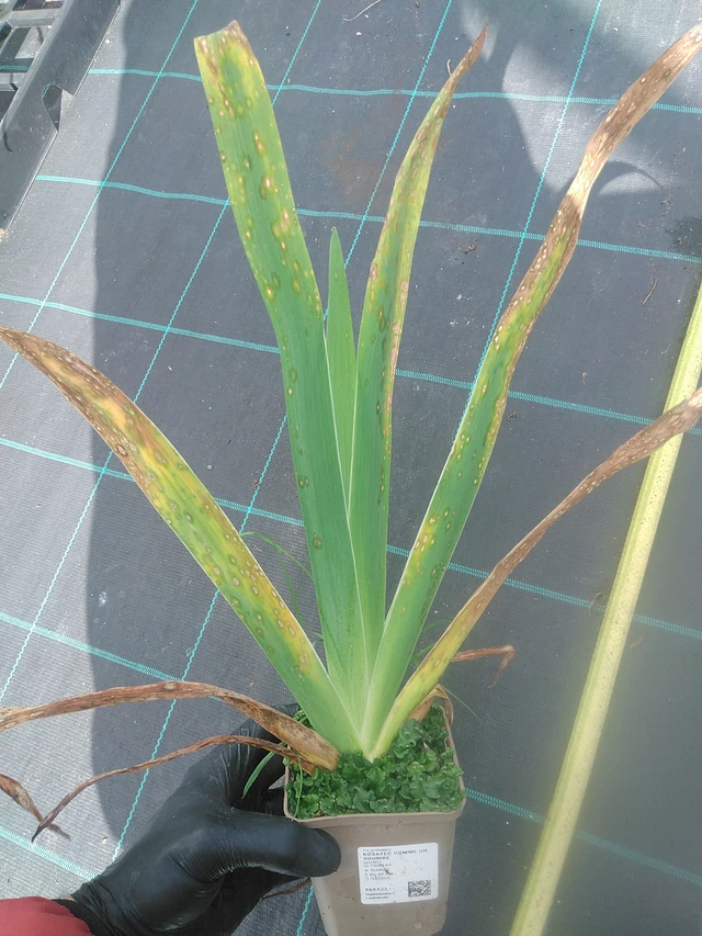 Kurjenmiekka Comme un Sourire - 13. 10. 2025