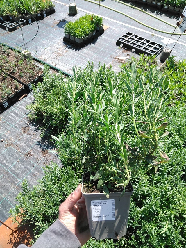 Hisopo Caeruleus - 13. 5. 2025