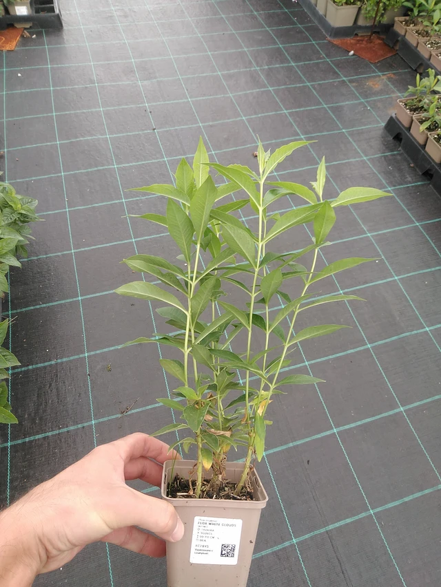 Leimu White Clouds - 22. 7. 2025