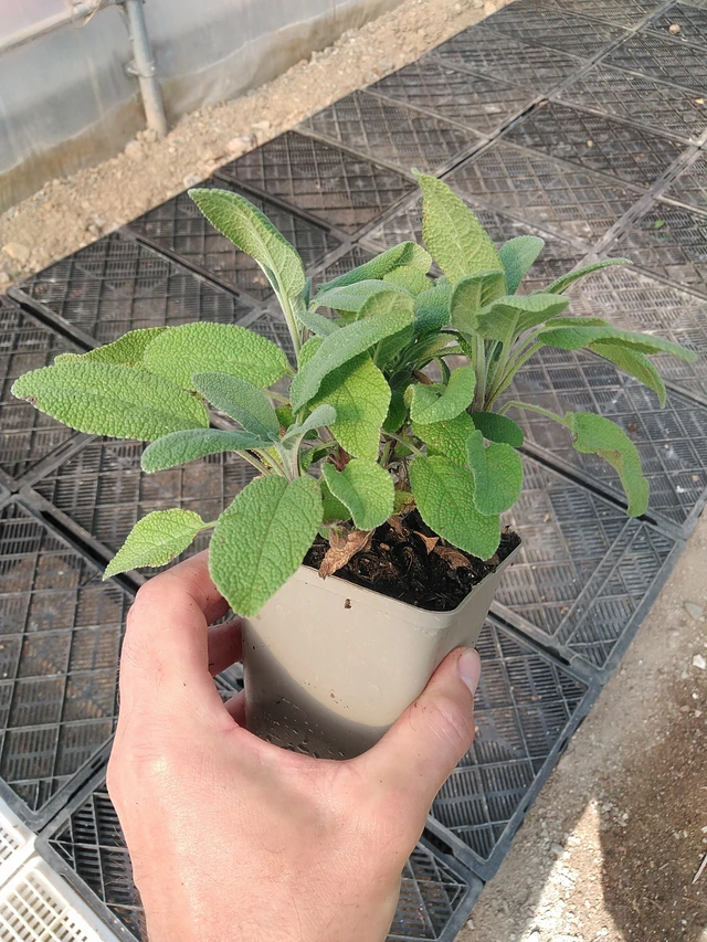 Šalvěj lékařská Grower's Friend - 1. 7. 2025