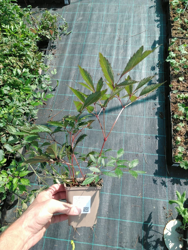 Jaloangervo Erika - 19. 8. 2025