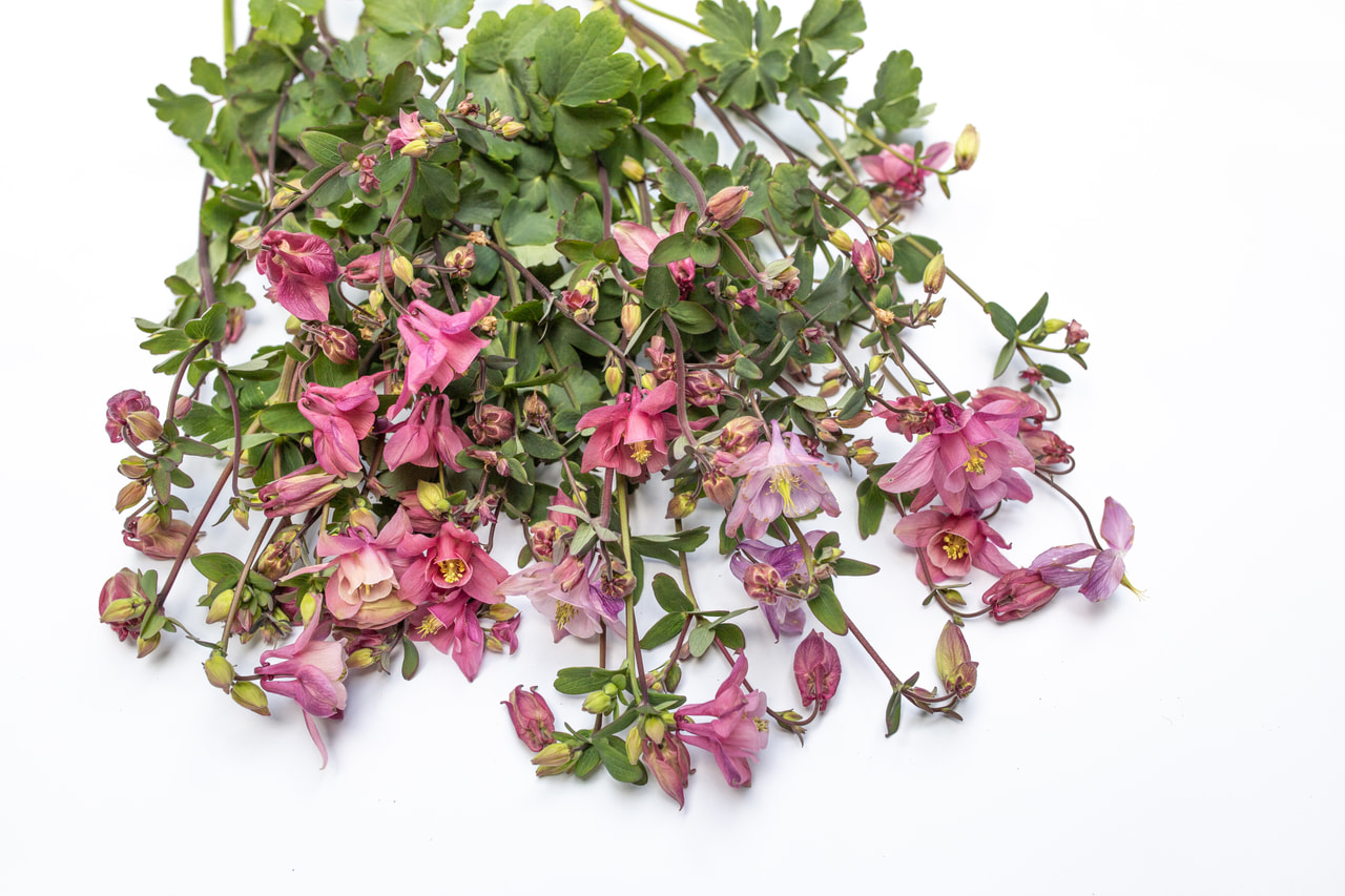 Akileija Heidi, Loukykvět