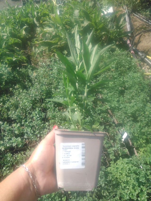 Kellopeippi Vivid - 2024