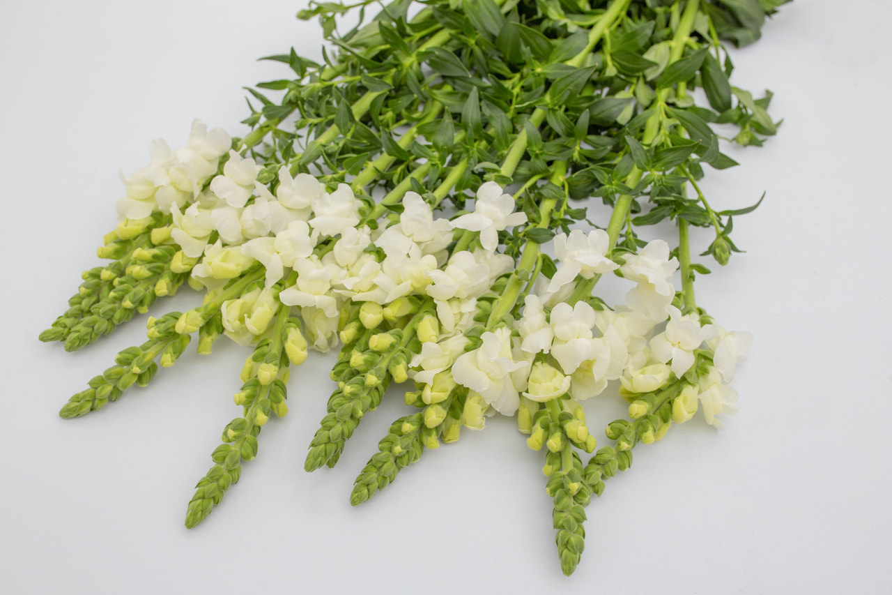 Leijonankita Maryland Ivory White, Loukykvět